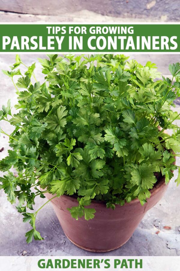 Магданоз в саксия най-ароматната и любима подправка - Parsley in pot