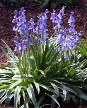 Многогодишен син храст за сянка английска кампанула - Hyacinthoides hispanica blue campanula