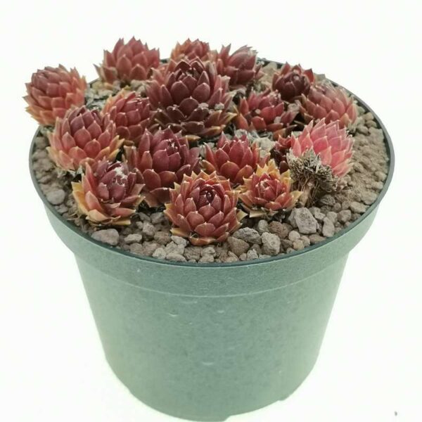 Зимоустойчив семпервивум непретенциозен за начинаещи градинари - Sempervivum tectorum