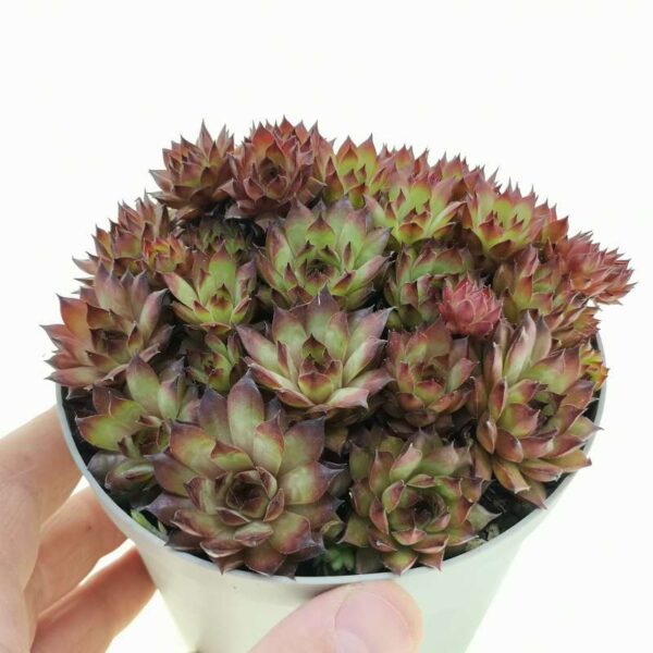 Зимоустойчив семпервивум непретенциозен за начинаещи градинари - Sempervivum tectorum