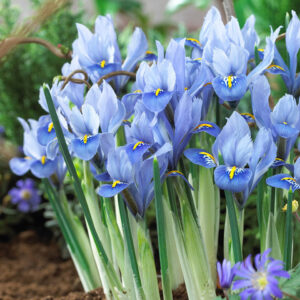 Ирис нискостеблен Алида светло син - Iris iris reticulata alida