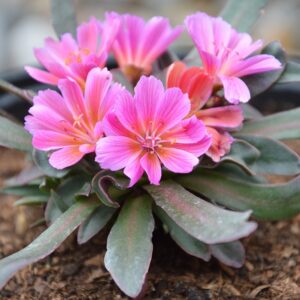 Левизия порцеланова роза многогодишна за алпинеуми и тераси - Lewisia