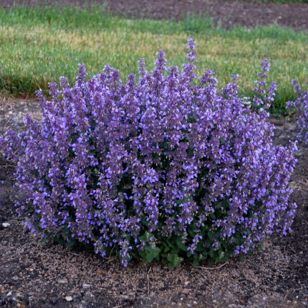 Непета медоносна многогодишна издържа на суша и прогонва вредители - Nepeta catmint