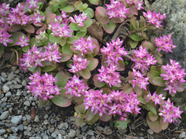 Седум медоносен и непретенциозен за сухи и слънчеви градини - Sedum obtusifolium семена