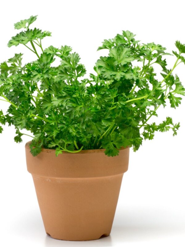 Магданоз в саксия най-ароматната и любима подправка - Parsley in pot