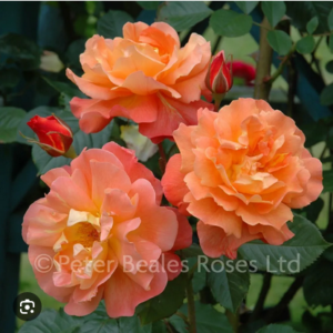 Роза увивна силно ароматна оранжево - Rose orange climbing Westerland