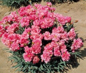 Карамфил силно ароматен кичест смес с височина 20 см - Dianthus plumarius nanus mix