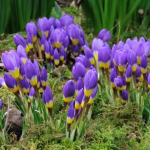 Минзухар Трицветен с ярко жълто дъно и контрастно лилав цвят - Crocus sieberi tricolor