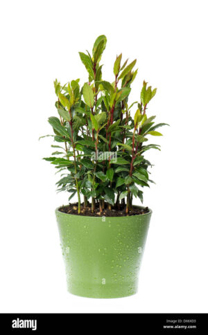 Дафинов лист засаден в саксия с височина 40 см полезен за здравето - Laurus nobilis