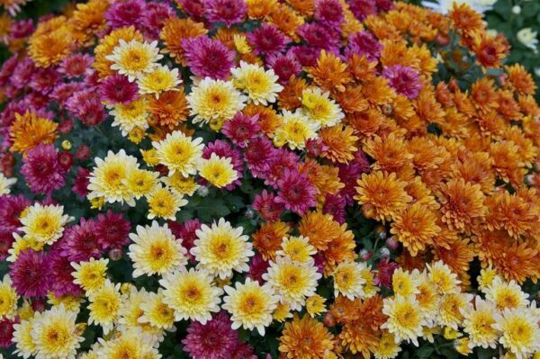 Хризантема многогодишна кичеста за градини - Chrysanthemum indicum