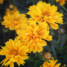 Кореопсис многогодишен за слънце жълт кичест с едри цветове - Coreopsis Early Sunrise