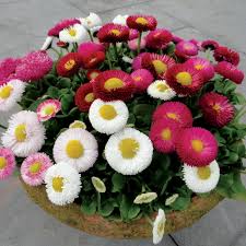 Белис многогодишен красивата Дейзи смес 50 броя семена - Bellis perennis Bella Daisy mix