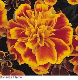 Тагетес най-нискостъблен 50 броя семена за слънчеви градини - Tagetes Bonanza Flame