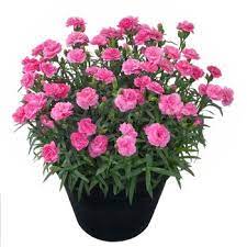 Карамфил силно ароматен кичест смес с височина 20 см - Dianthus plumarius nanus mix