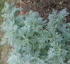 Бял пелин лечебна билка 2 броя саксии - Artemisia absinthium