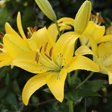 Лилиум многогодишен акцент в градината - Lilium asiatic yellow