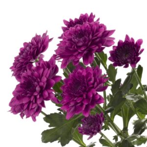 Хризантема многогодишна и кичеста лилава 2 броя саксии - Chrysanthemum Vido Purple