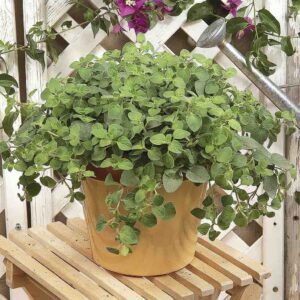 Висящ риган силно ароматен и почвопокривен - Origanum hanging