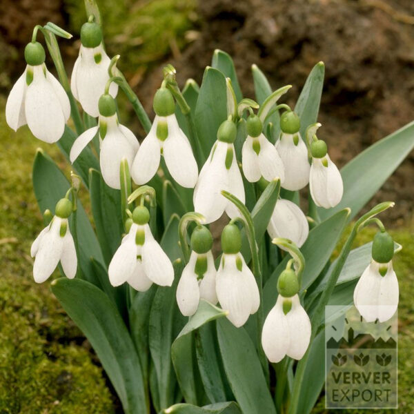 Кокиче Елвези или кокиче гигант - Galanthus Elwesii