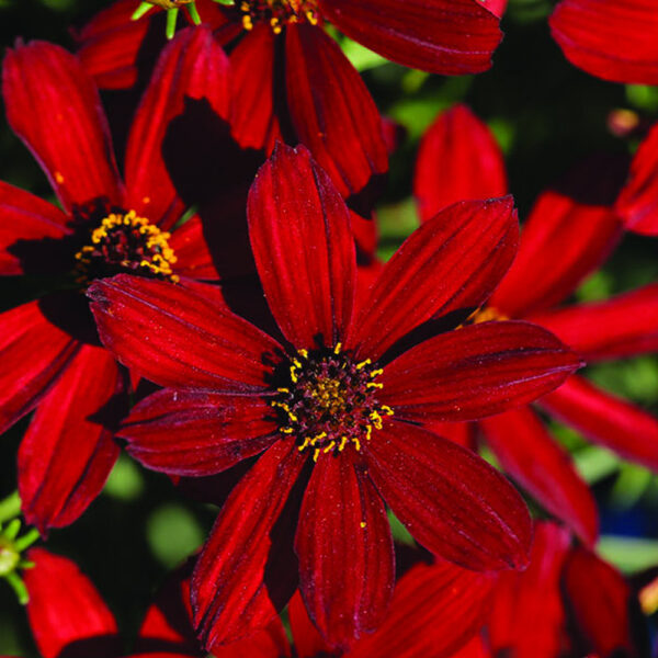 Кореопсис Лют пипер многогодишен храст за слънце - Coreopsis hot paprika