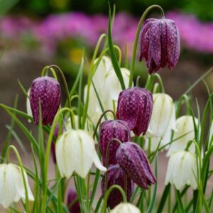 Фритилария многогодишна и не изчезва шахматна красавица - Fritillaria meleagris mix