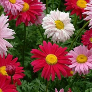 Хризантема многогодишна кичеста за градини - Chrysanthemum indicum