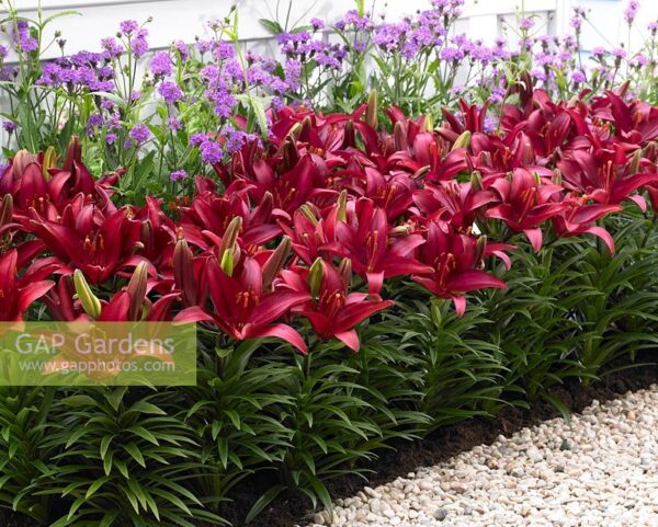 Лилиум нискостеблен за саксия тъмно червен ароматен - Lilium Elgrado asiatic pot