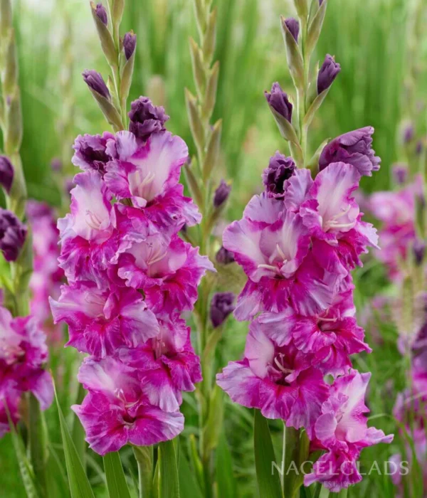 Гладиол Лилаво изкуство къдрав в преливащи пурпурни тонове - Gladiolus Purple art