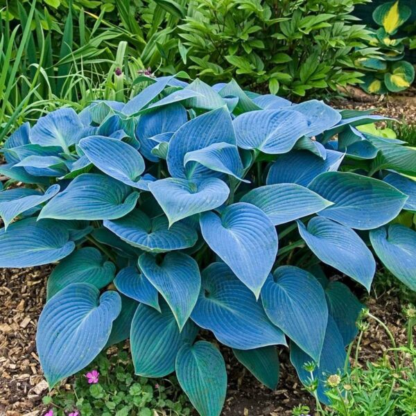 Хоста Канадско синьо не се напада от охлюви - Hosta Canadian blue