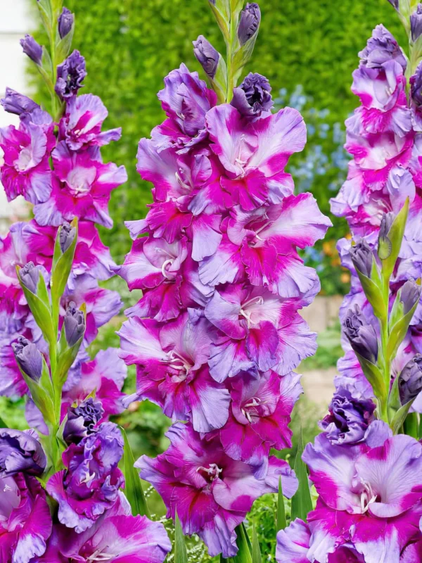 Гладиол Лилаво изкуство къдрав в преливащи пурпурни тонове - Gladiolus Purple art