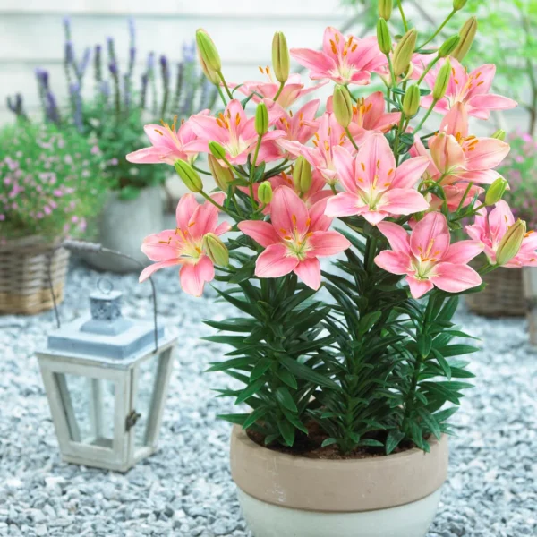 Лилиум нискостеблен за саксия в цвят розова сьомга - Lilium Foxtrot asiatic pot