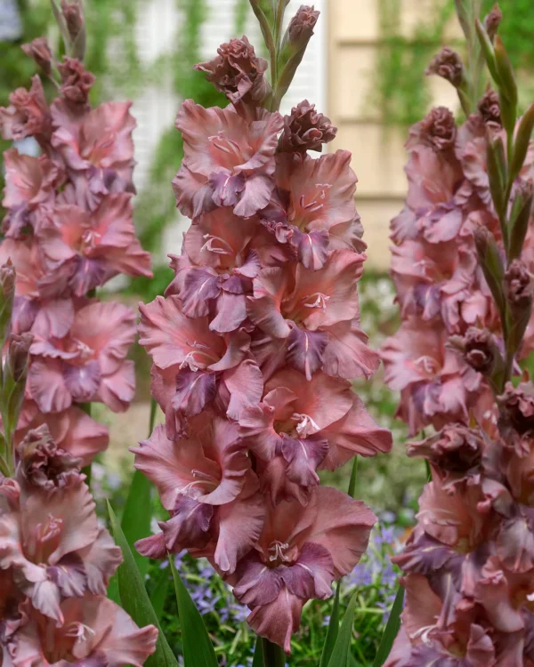 Гладиол къдрав Ръждив орех с антична атмосфера - Gladiolus Rusty chestnut