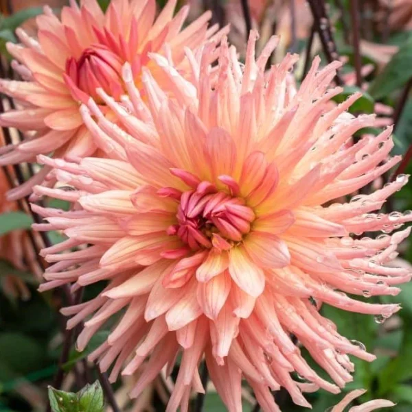 Далия извънземно красива Прасковена звезда  - Dahlia Apricot star