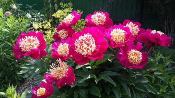 Божур красотата на Нипон с нестандартен червен цвят - Paeonia Nippon beauty