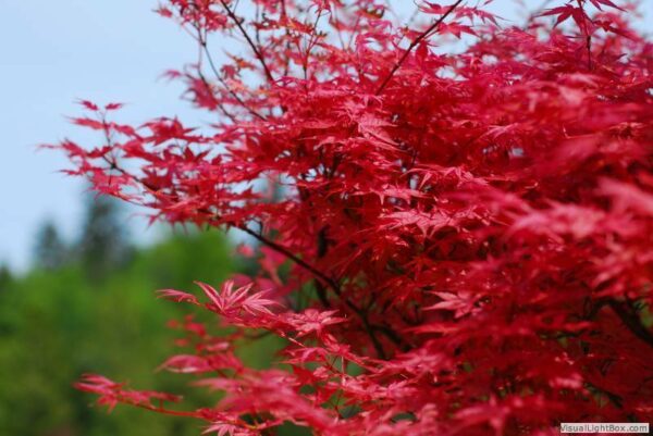 Вкоренен разсад за най-красивият зимоустойчив храст японското чудо - Acer Palmatum red