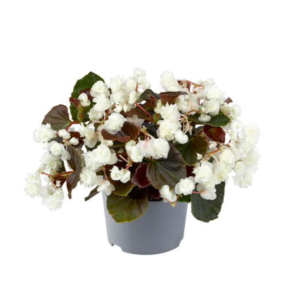 Бегония единствена с кичести цветове за сенчести градини 12 броя саксии-Begonia semperflorens Doublet
