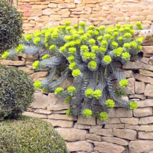 Еуфорбия многогодишна сукулетно с най-екстравагантните цветове - Euphorbia myrsinites