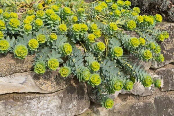 Еуфорбия многогодишна сукулетно с най-екстравагантните цветове - Euphorbia myrsinites