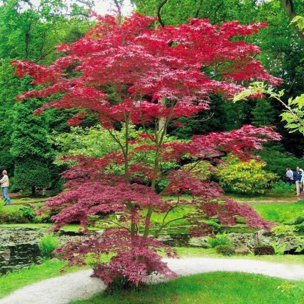 Вкоренен разсад за най-красивият зимоустойчив храст японското чудо - Acer Palmatum red