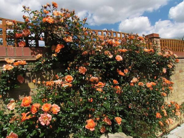 Роза увивна оранжева аромат от рая - Rose orange climbing Westerland