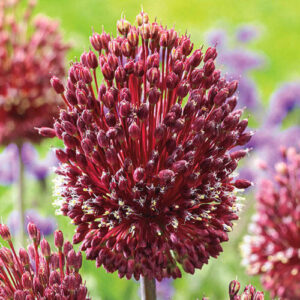 Алиум ароматен в красив бордо цвят Червеният мохикан - Allium red Mohican