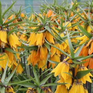 Фритилария Красавица с преливащи прасковено жълти цветове - Fritillaria Paradise beauty