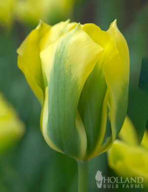 Лале Формоза ароматно и изключително трайно със завладяващ стил - Tulip Formosa