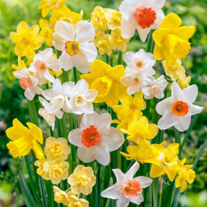 Нарцис смес с ароматни цветове не изчезва през годините- Narcissus botanical mix