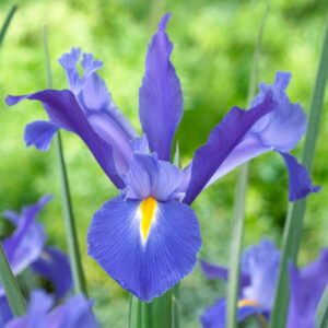 Ирис многогодишен и зимоустойчив синият диамант - Iris Hollandica blue