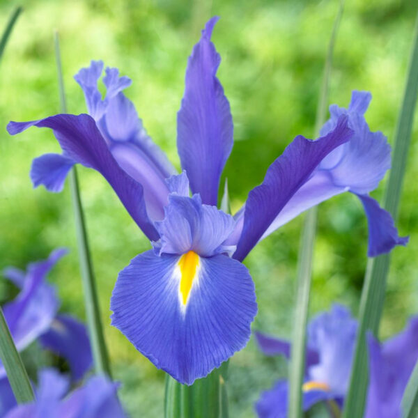 Ирис Холандика син - Iris Hollandica blue