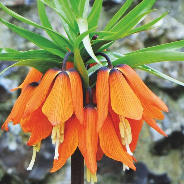 Фритилария кралска в оранжево-керемидено Красавица - Fritillaria Orange beauty