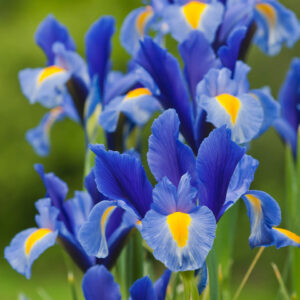 Ирис многогодишен и зимоустойчив синият диамант - Iris Hollandica blue