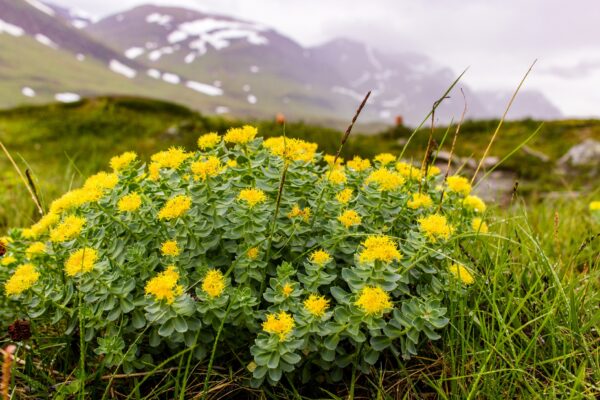 Родиола розов златовръх или тибетски женшен почвопокривно - семена - Rhodiola rosea