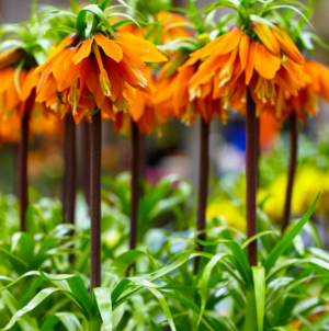 Фритилария кралска в оранжево-керемидено Красавица - Fritillaria Orange beauty